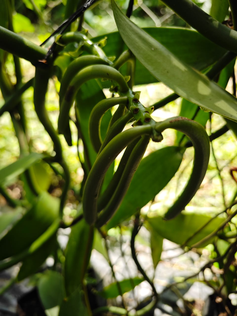 Vainas de vainilla verde de Papantla
